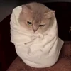 Стикер 15 Cat