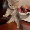 Стикер 19 Cat