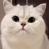 Стикер 9 Cat