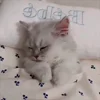 Стикер 13 Cat