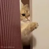 Стикер 43 Cat