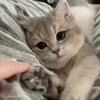 Стикер 49 Cat