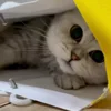 Стикер 14 Cat