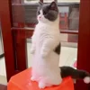 Стикер 4 Cat