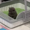 Стикер 2 Cat