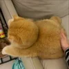 Стикер 17 Cat
