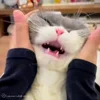 Стикер 35 Cat