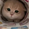 Стикер 29 Cat