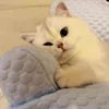 Стикер 16 Cat