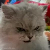 Стикер 42 Cat