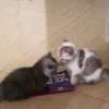 Стикер 12 Cat