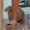 Обложка набора Cat