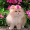 Стикер 7 Cat
