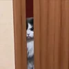 Стикер 3 Cat