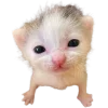 Стикер 38 Cat Memes
