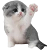 Стикер 36 Cat Memes