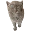 Стикер 44 Cat Memes