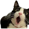 Стикер 39 Cat Memes
