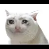 Стикер 33 Cat Memes
