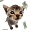 Стикер 16 Cat Memes