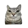 Стикер 49 Cat Memes