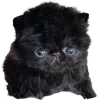 Стикер 53 Cat Memes