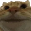 Стикер 20 Cat Memes