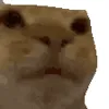 Стикер 21 Cat Memes