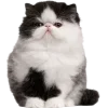 Стикер 41 Cat Memes