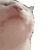Стикер 29 Cat Memes