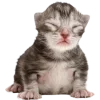 Стикер 45 Cat Memes