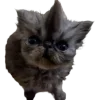 Стикер 52 Cat Memes