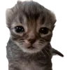 Стикер 47 Cat Memes
