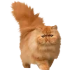 Стикер 58 Cat Memes