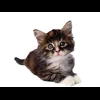 Стикер 10 Cat Memes