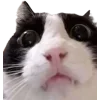 Стикер 42 Cat Memes