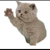 Стикер 24 Cat Memes