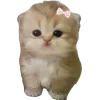 Стикер 61 Cat Memes