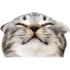 Стикер 37 Cat Memes
