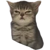 Стикер 48 Cat Memes
