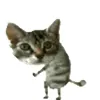 Стикер 8 Cat Memes