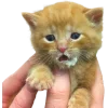 Стикер 57 Cat Memes