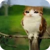 Стикер 9 Мяовл