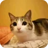 Стикер 15 Мяовл