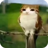 Стикер 3 Мяовл