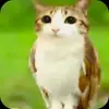 Обложка набора Мяовл
