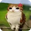 Стикер 19 Мяовл