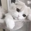 Стикер 24 Кисульки
