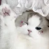 Стикер 54 Кисульки