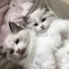 Стикер 21 Кисульки